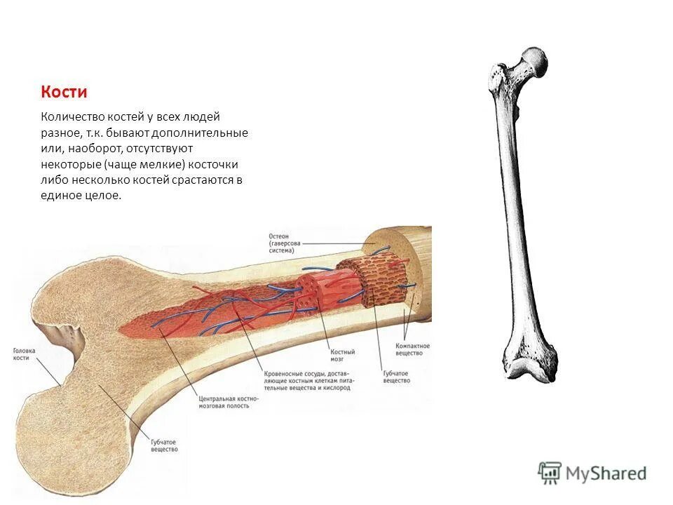 Кости человека. Строение кости. Название частей кости. Кость строение. Назовите указанные кости