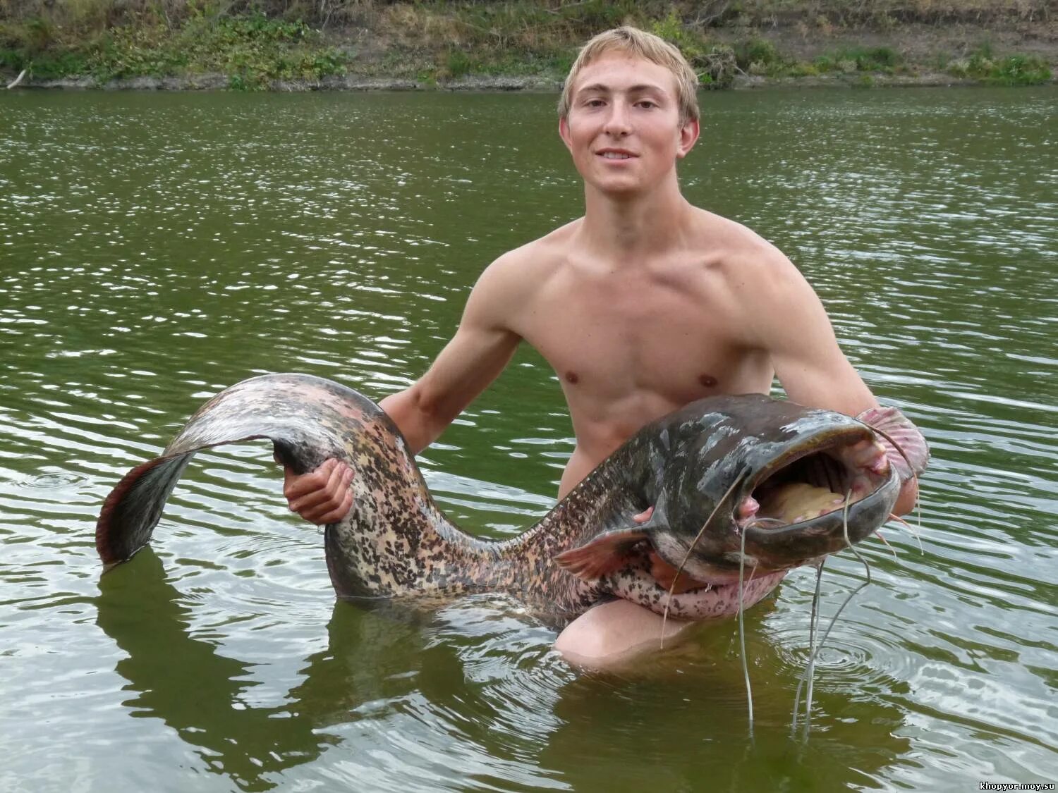 Клев сома. Сом на Хопре. Рыба в Хопре. Сом рыба. Рыба чепуха.