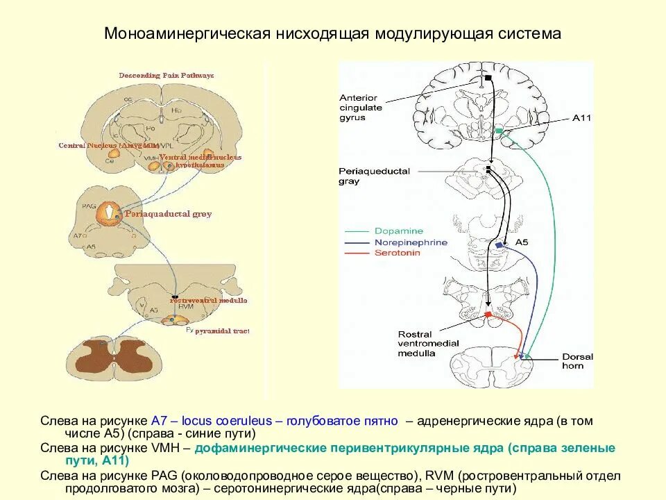 Нисходящая система. Моноаминергические системы мозга. Моноаминергические пути. Характеристика модулирующих систем мозга. Моноаминергический синапс.