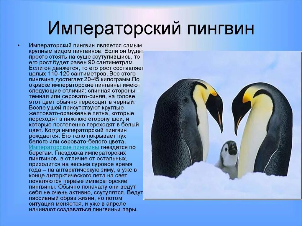 Императорский Пингвин размножение. Императорский Пингвин описание. Факты о пингвинах. Описание пингвина. Пингвин перевод