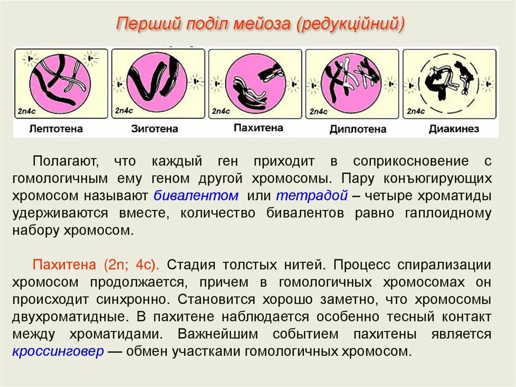 Спирализация хромосом фазы митоза