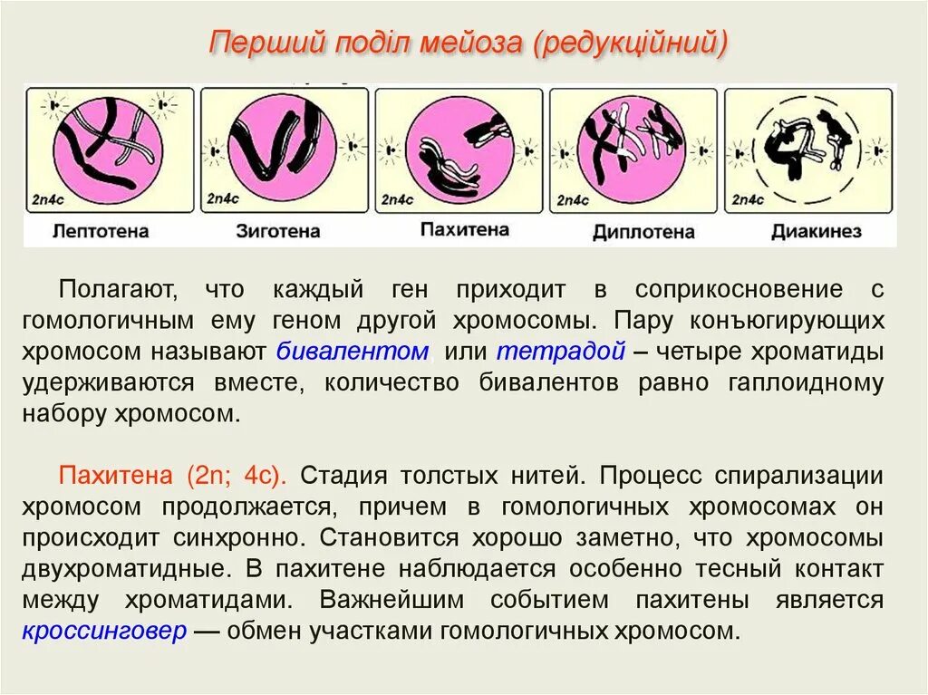 Стадии спирализации хромосом. Мейоз лептотена зиготена пахитена диплотена диакинез таблица. Мейоз 1 лептотена зиготена пахитена. Тетрады мейоз. Лептотена зиготена пахитена диплотена диакинез.