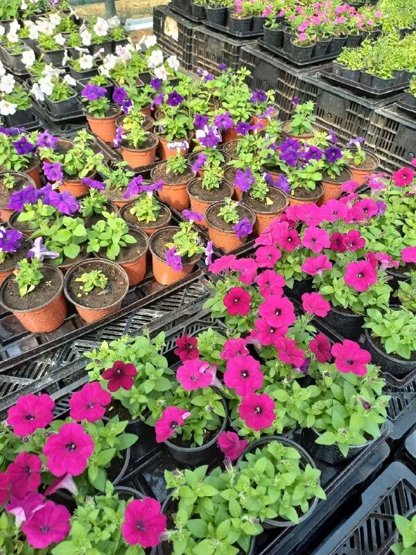 декоративные культуры барнаул