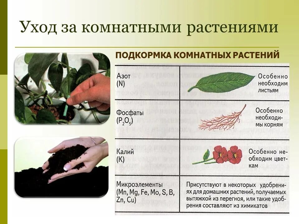 Карту ухаживать. Схема удобрений комнатных растений. Ухаживание за растениями. Схема как ухаживать за комнатными растениями. Подкормка комнатных растений.