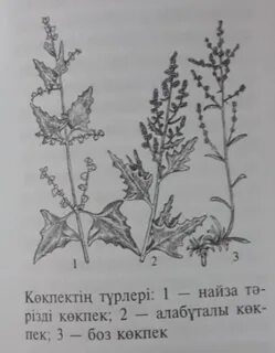 Жіңішке серпімді жолақпен ерлердің сексуалды жүзу сандықтары