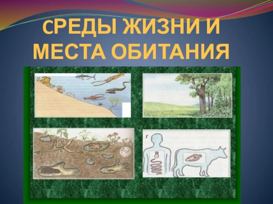 Места обитания живых организмов. Среда обитания. Среда обитания картинки. Среды жизни биология. Среды обитания живых организмов.