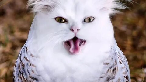 Кот 4 буквы