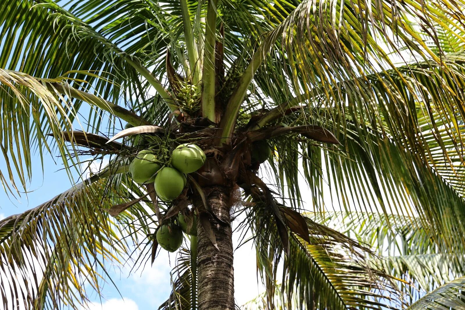 Кокосовые деревья Танзании. Пальмы в Танзании. Кокосовые пальмы в Танзании.