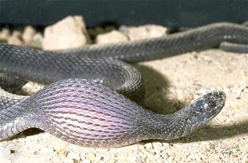 Африканская змея ЯЙЦЕЕД. Цутиноко реальное фото