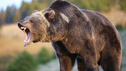 Звуки Грозного Медведя Гризли  Grizzly Bear Sounds.