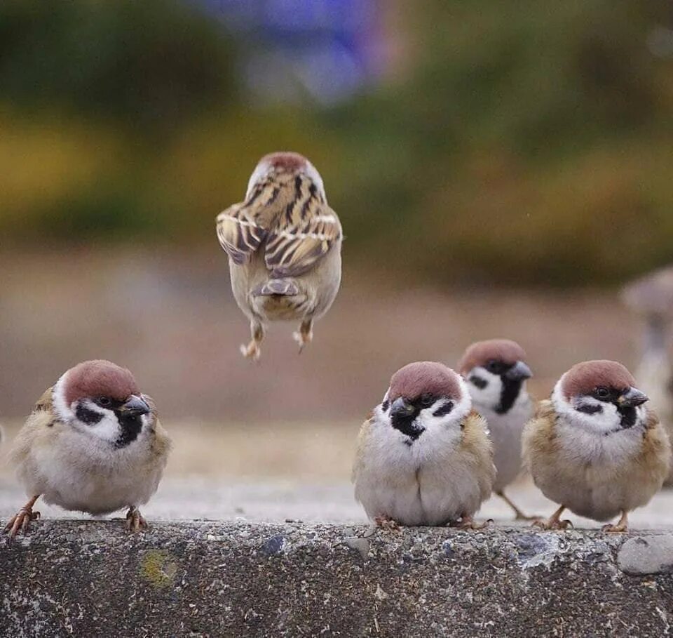 смешной воробей. пухлый воробей. смешной воробушек. маленький воробей. смешной воробушек.