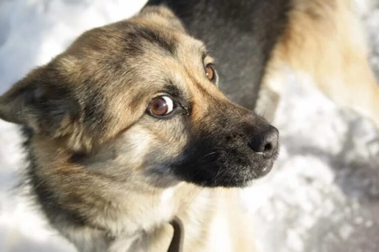 Подозревающая собака мем. Собака со средней шерстью. Собака подо. Собака подо. Стриженный лев.