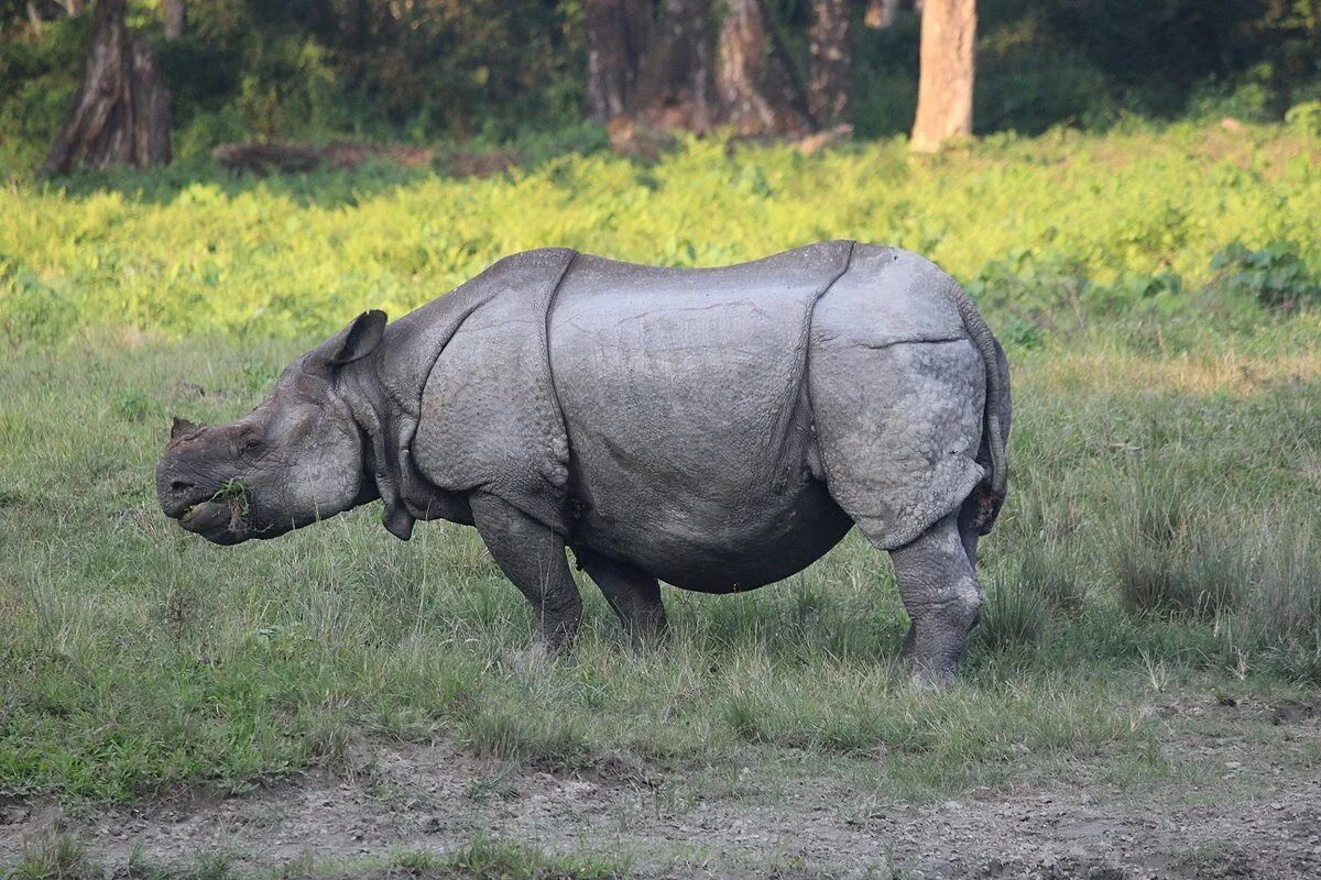 Яванский носорог. Rhinoceros unicornis. Индийский носорог. Черный носорог.