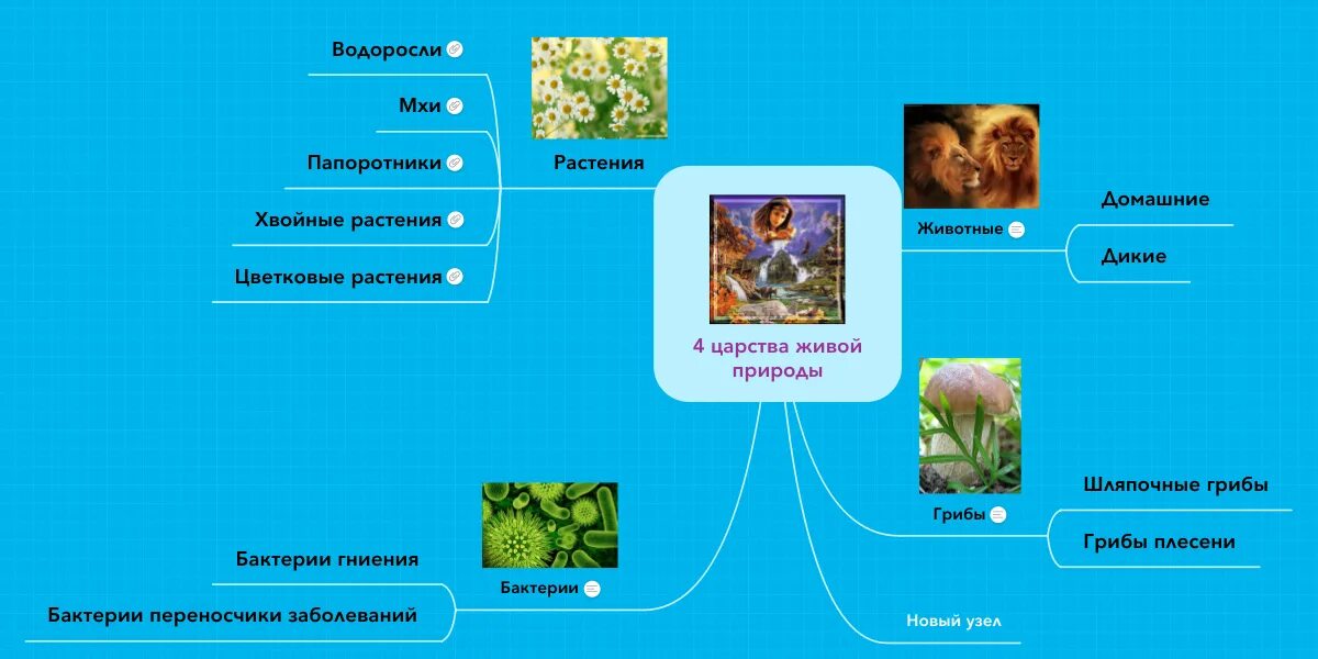 Представители царства животные 5 класс. Царства живой природы схема. царство живой природы классификация схема.