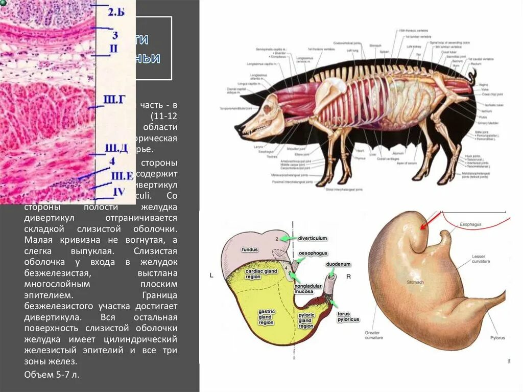 Строение желудков животных. Строение однокамерного желудка у животных анатомия. Строение желудка свиньи. Желудок свиньи анатомия. Строение желудка животного.