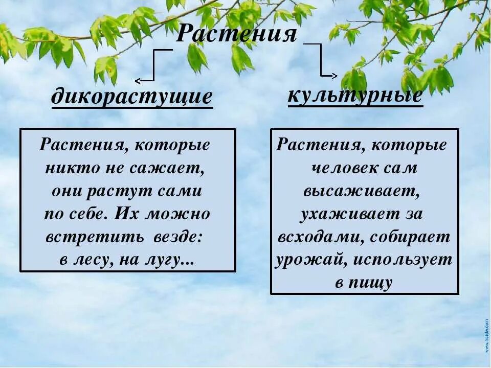 Какие растения называются дикорастущими привести примеры. Дикорастущие и культурные растения. дикорастущиети культурные растения. цветы дикорастущие и культурные. дикорастущие и культурные рас.