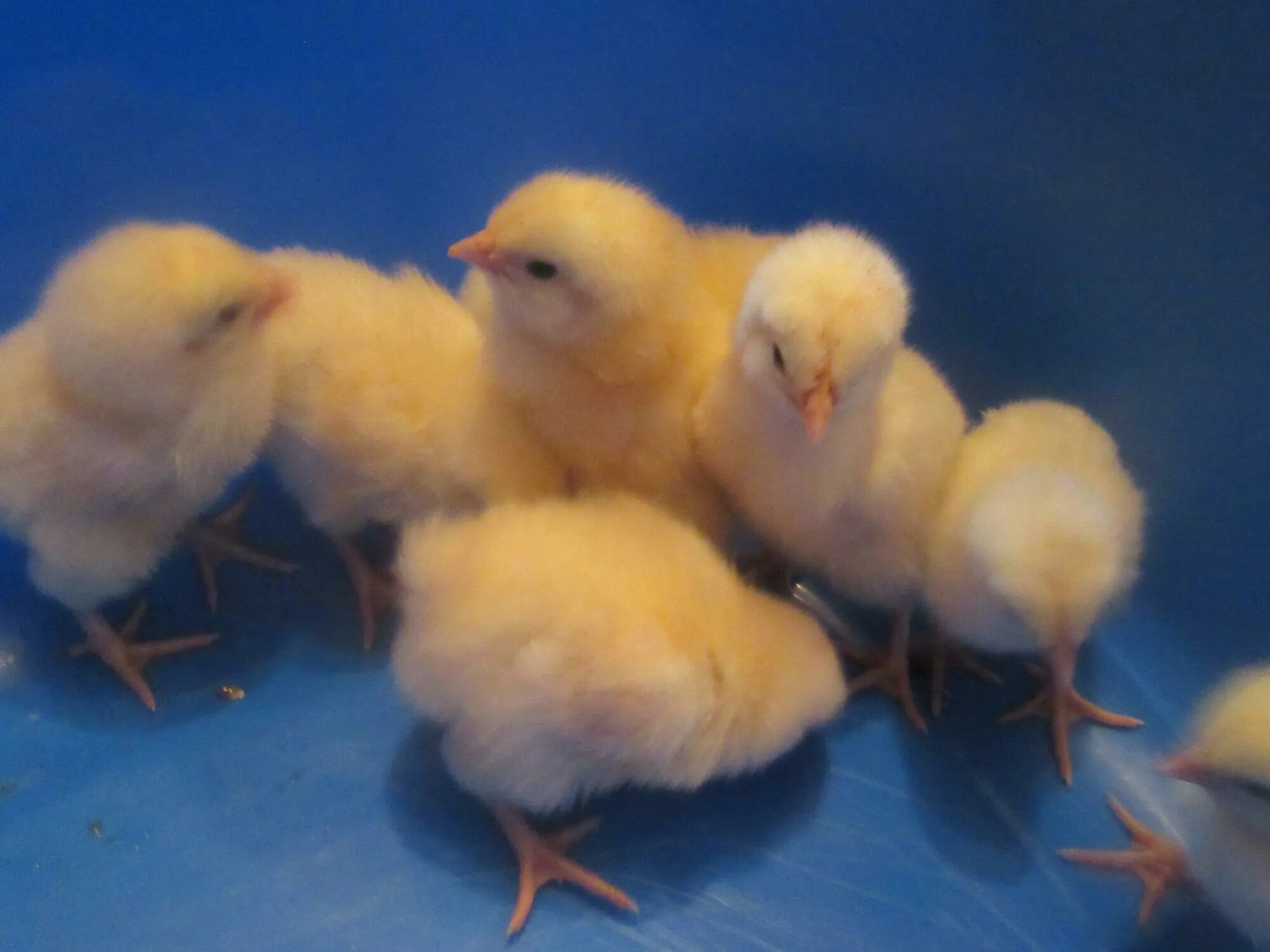 цыплята адлеровские суточные фото. адлеровская серебро цыплята. адлеровская серебро цыплята. цыплята адлерской. цыплята кур адлерская серебристая.