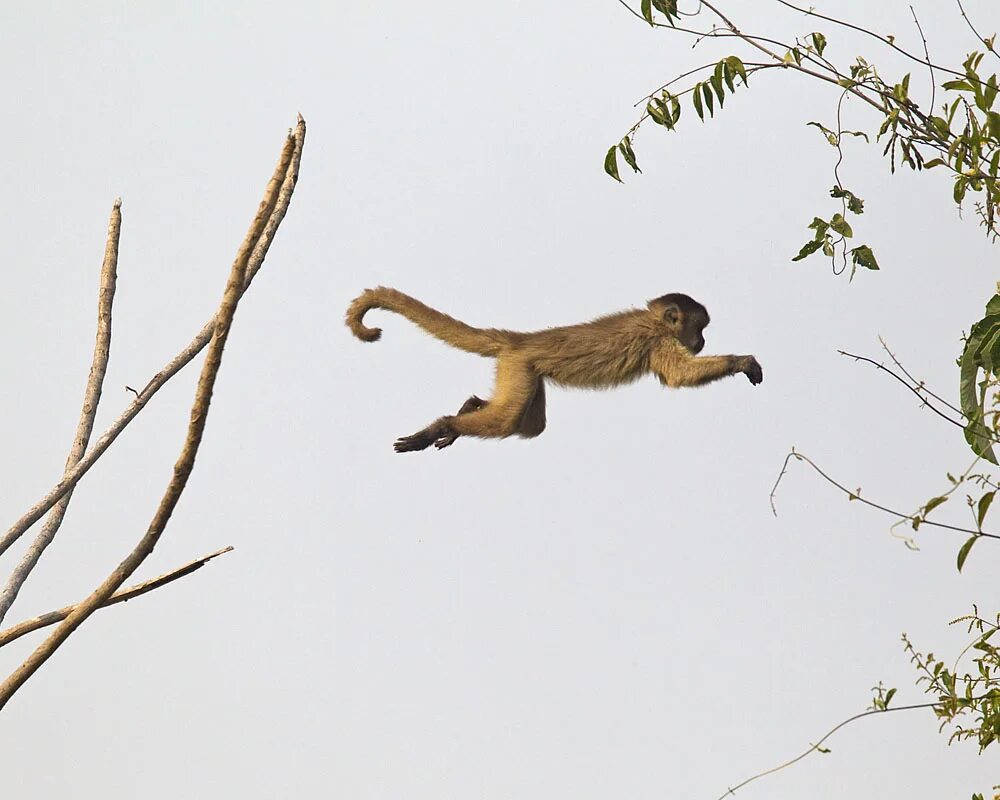 Убегающая обезьяна. Обезьяна на ветке. Обезьяна прыгает. Обезьяна бежит. Обезьянка на дереве.