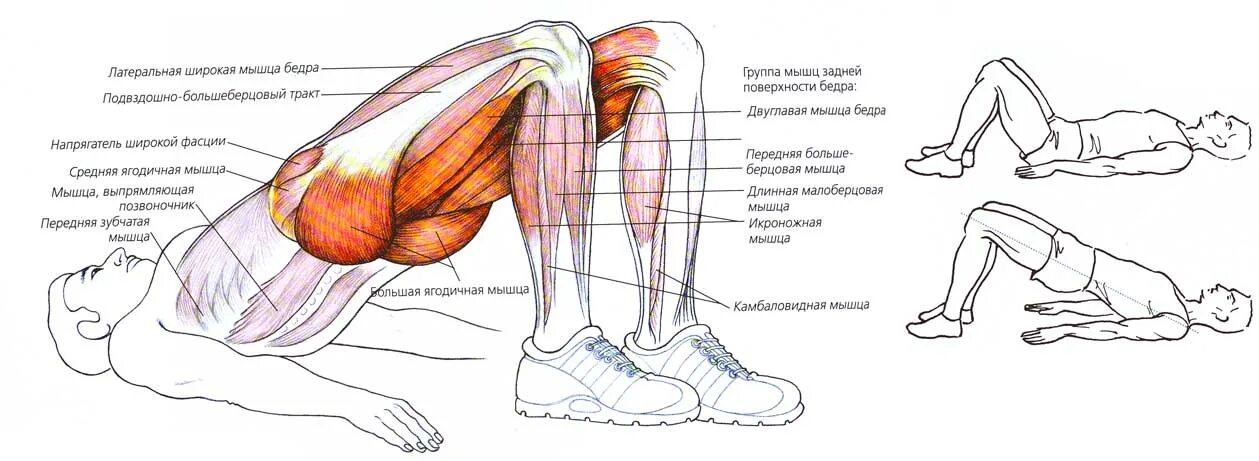 Ягодичный мостик мышцы. Ягодичный мостик анатомия упражнений. Упражнение мышцы ягодичный мостик.