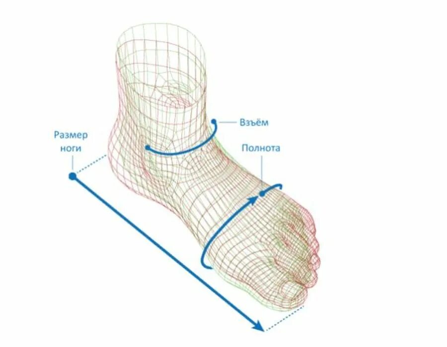 Какая полнота стопы. Ширина стопы. Полнота стопы. Измерить стопу и полноту стопы. Ширина стопы w.