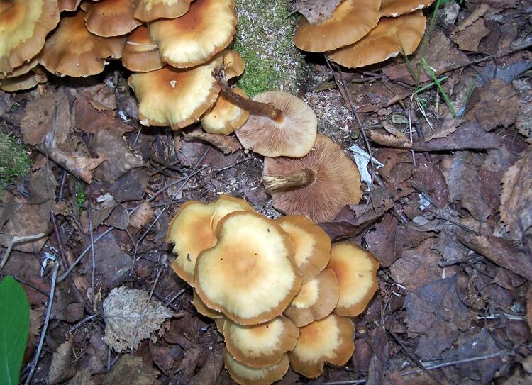 гриб двойник опенок осенний. двойник опенка летнего. опёнок осенний опасный двойник. опенок осенний опасный. ядовитый двойник опенка осеннего.