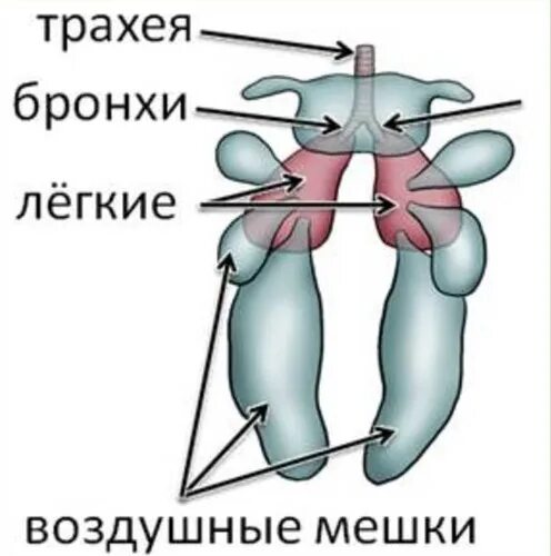 В легкие птиц поступает. Воздушные мешки у птиц. Строение легких птиц. Легочные мешки у птиц. Строение воздушных мешков у птиц.