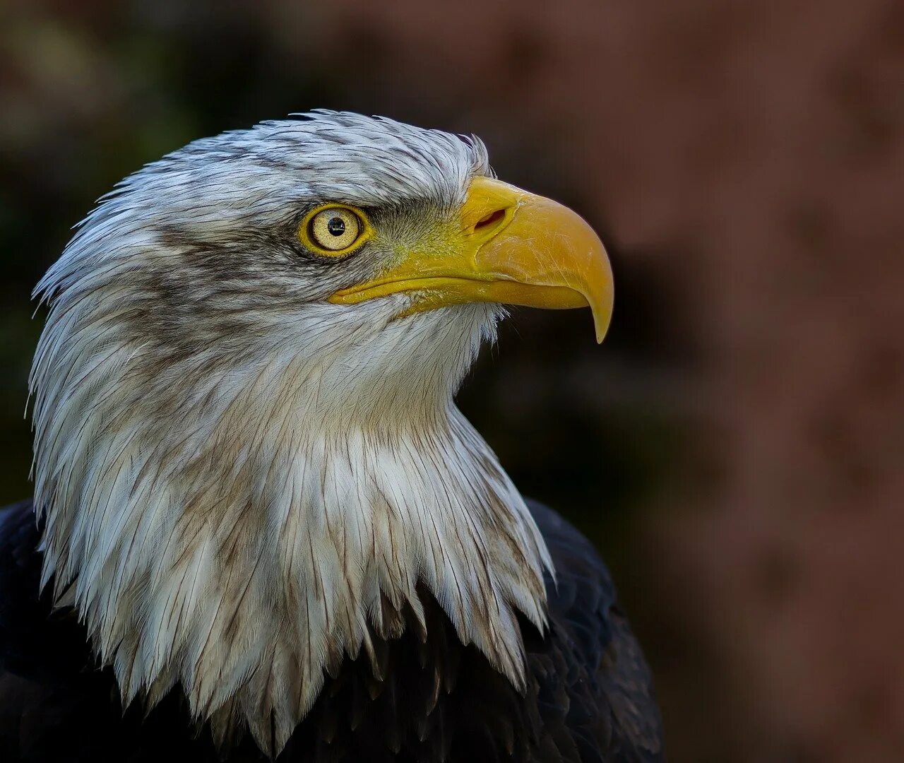 Белоголовый орлан хищная птица. Орел сизокрылый. "белоголовый орлан". Орел сизокрылый. Рл.