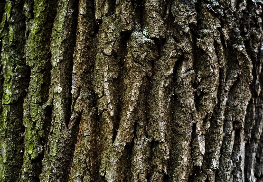 какую кору дуба. какую кору дуба. какую кору дуба. какую кору дуба. описание дуба.