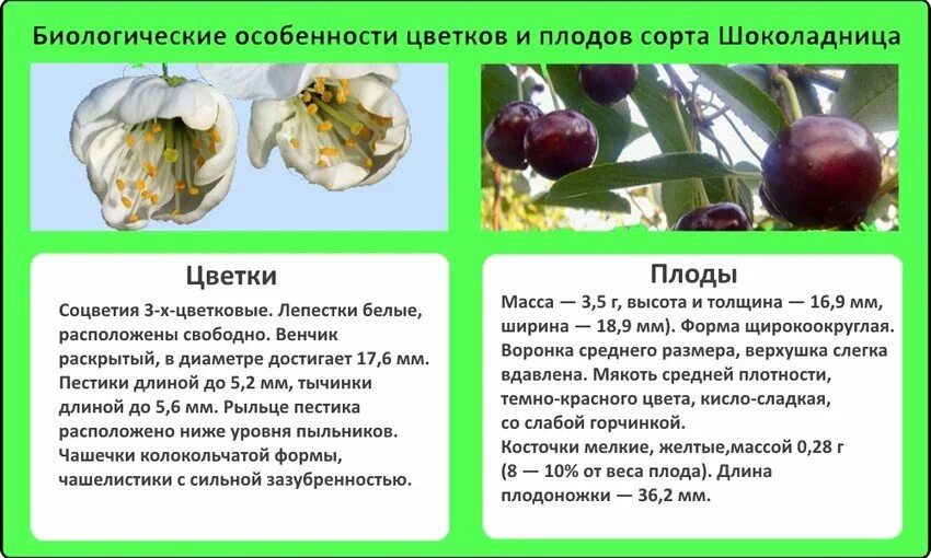 Растение сорт особенности