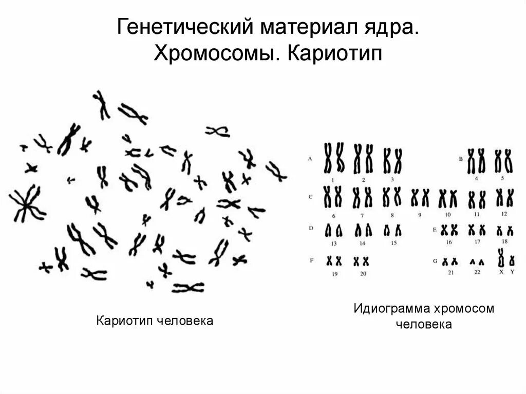 Кариотип и идиограмма хромосом человека. Кариограмма хромосом человека. Идеограмма и кариограмма. Идиограмма хромосом человека. Наследственный материал ядра