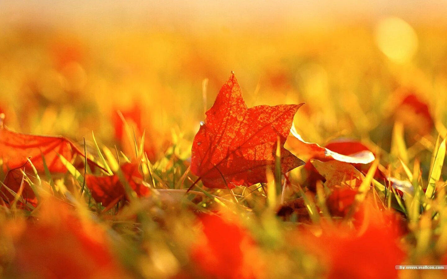 Осенний мотив. Оранжевая осень. Оранжевая осень природа. Природа красный оранжевый.