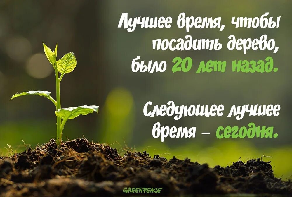 Не поздно сажать. Лучшее время посадить дерево было. Лучшее время чтобы посадить дерево было 20. Лучшее время посадить дерево было 20 лет назад. Афоризмы про посадку деревьев.