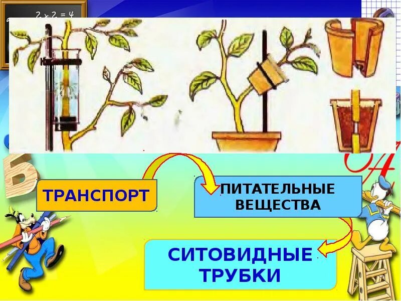 Транспорт веществ у растений. Передвижение воды и питательных веществ в растении. Передвижение веществ по растению. Транспорт воды в растении. Лабораторная работа по биологии передвижение воды