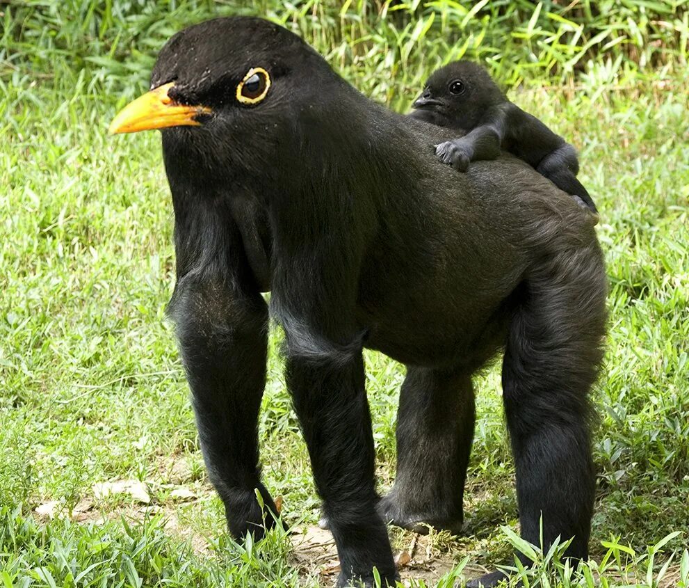 Гибриды животных ламалев. Необычные скрещивания животных. Скрещенные животные. Гибрид кенгуру. Страшные гибриды животных.