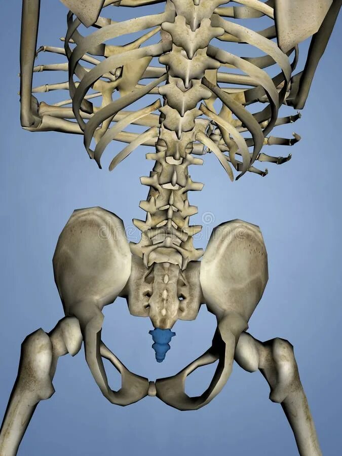 Крестец на скелете. Копчик анатомия скелет. Строение скелета копчик.