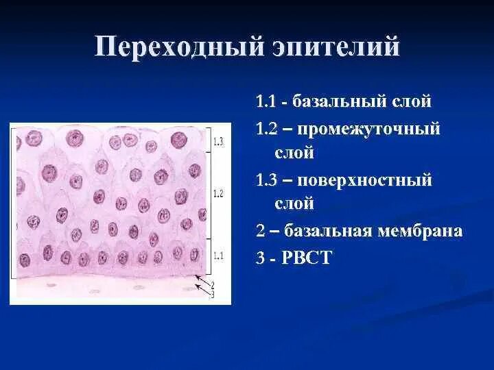 Слои переходного эпителия