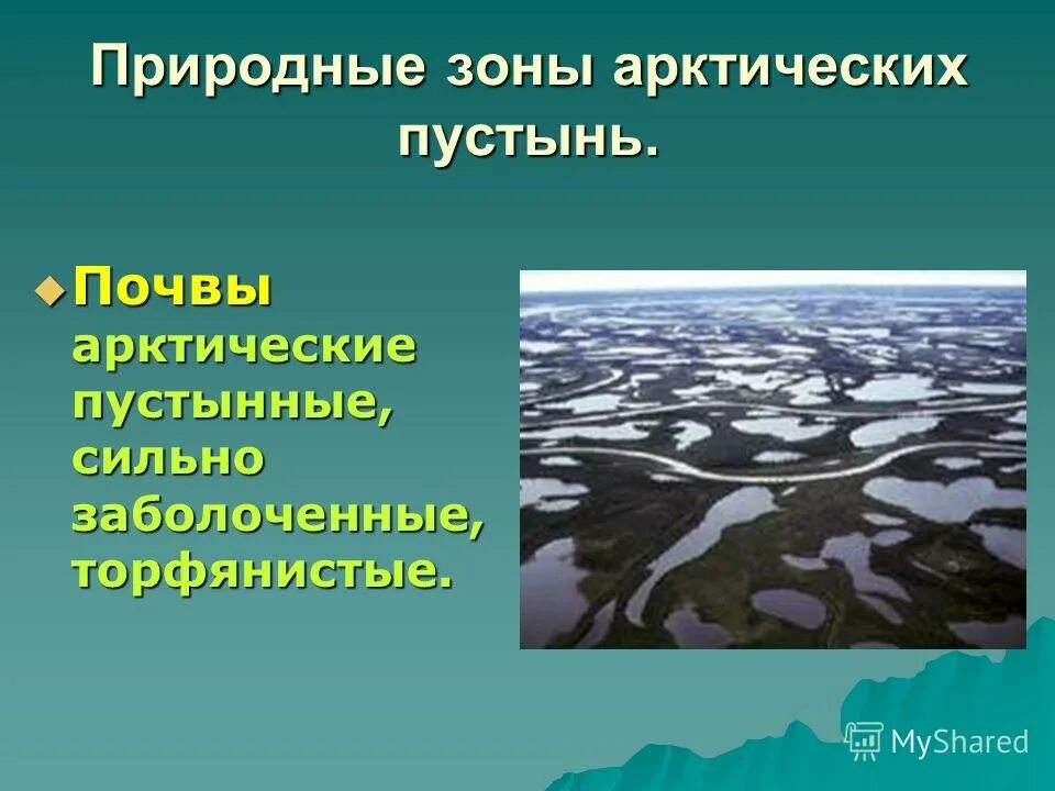 арктические пустынные почвы природная зона. зона арктических пустынь почва. почвы арктики арктических пустынь. арктические и антарктические пустыни почва. почва в арктических и антарктических пустынях.
