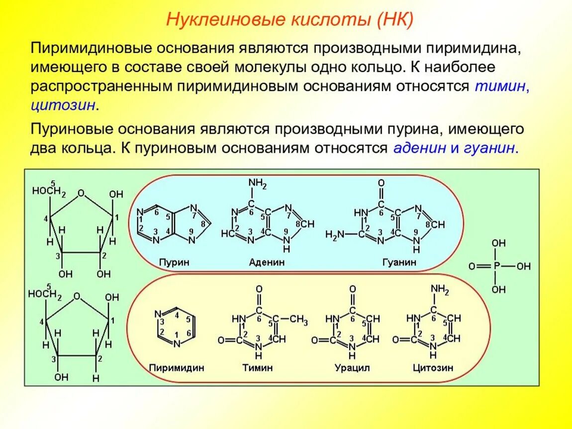 8 нуклеиновые кислоты