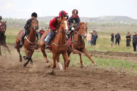 Участвовать в скачках
