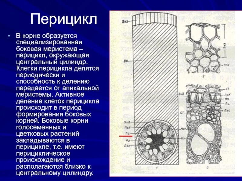 Центральный цилиндр корня функции