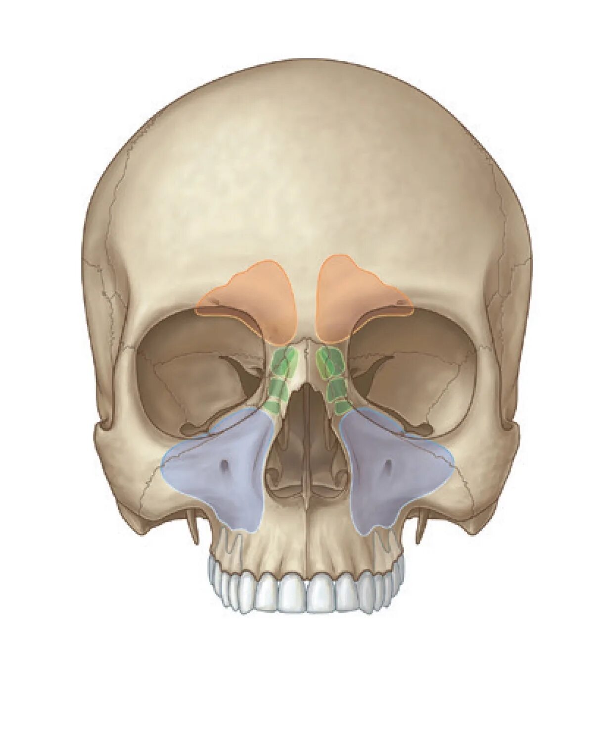 Носовая кость лицевого черепа. Решетчатая кость черепа анатомия строение. Лобная кость. Решетчатая кость. Лобная пазуха анатомия на лобной кости. Sinus frontalis на лобной кости.