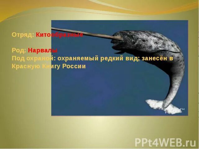 В какую красную книгу занесен нарвал. Нарвал. нарвал занесен в красную книгу. нарвал презентация. нарвал занесен в красную.