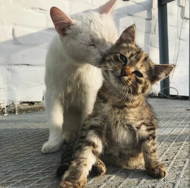 Влюбленный котик. Котики любовь. Кошка моя любовь. Кошка моя любовь. Два котенка.