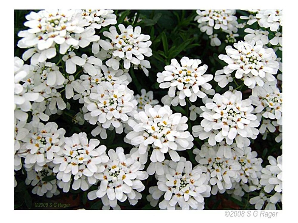 Название цветов мелкие белого цвета. Иберис Айсберг. Иберис Самоцветы. Иберис цветок. Иберис многолетний.