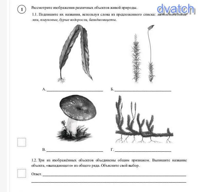 Подпишите их названия плауновые однодольные двудольные хвойные. Бурые водоросли листостебельные мхи, Плауновые. Рассмотрите изображение различных объектов живой природы. Однодольные листостебельные мхи. Листостебельные мхи Плауновые бурые водоросли базидиомицеты.