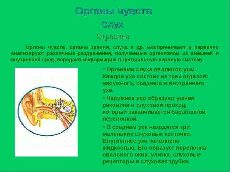 Органы чувств человека интересные факты 3 класс. Органы чувств. Сообщение о органе чувств. Органы зрения и слуха. Органы чувств доклад.