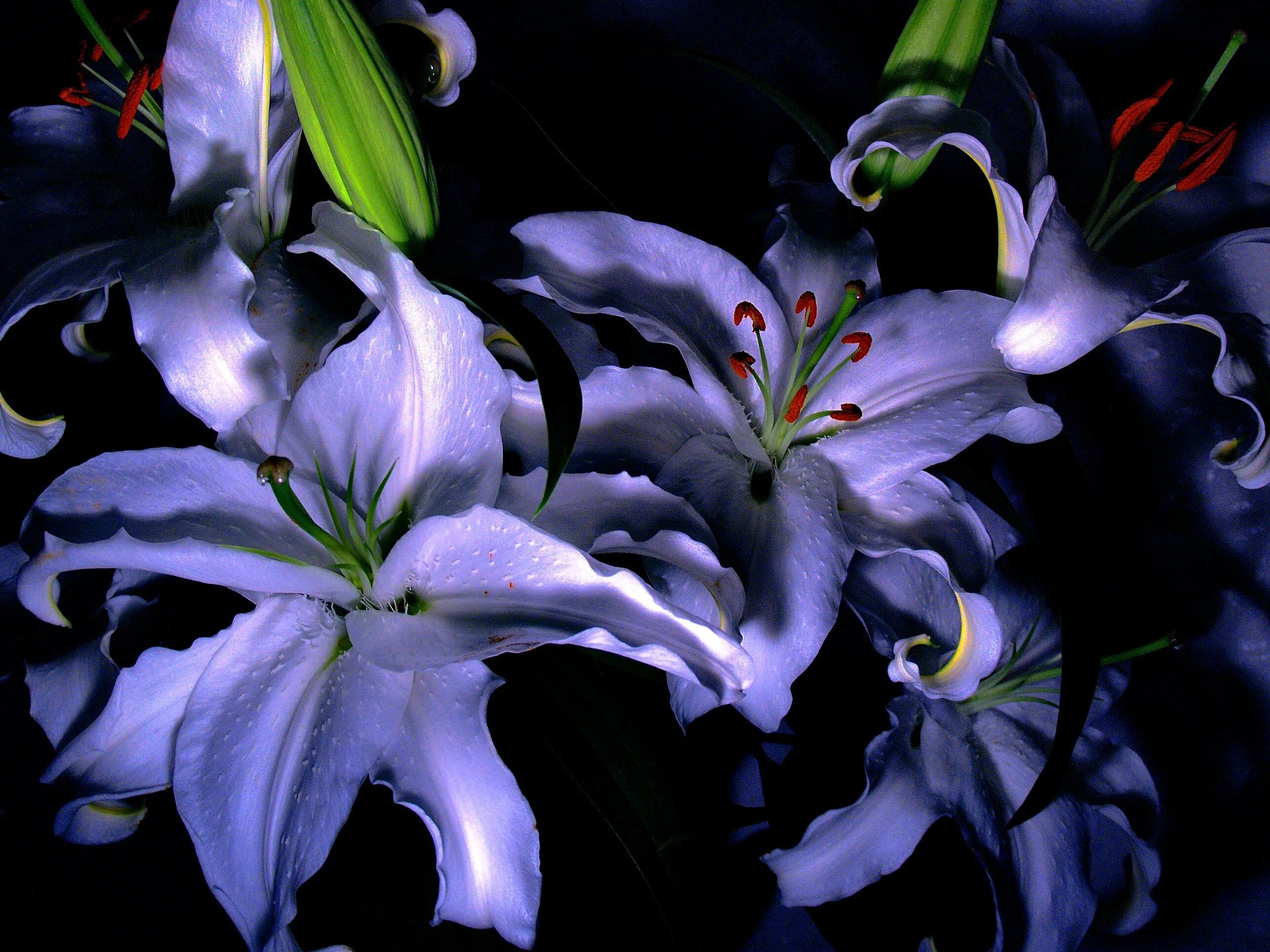 Lilium (Лилия) Whistler. Сиреневые лилии. Фиолетовые лилии. Самые красивые лилии. Сиреневая лилия фото