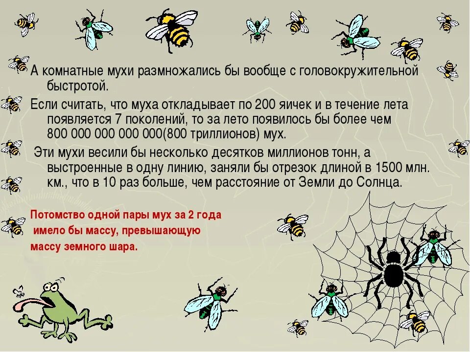 Интересные факты о мухах. Жизненный цикл мухи. Комнатная Муха жизненный цикл. Размножение мух.