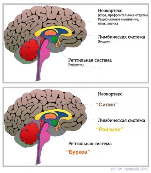 Части мозга неокортекс. Кортекс неокортекс лимбическая. Лимбическая система и неокортекс мозга. Строение мозга неокортекс. Рептильный мозг неокортекс