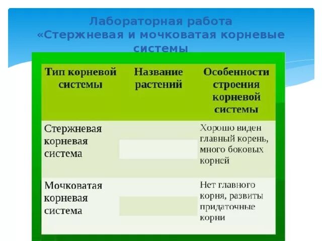 Лабораторная работа стержневая мочковатая корневые системы. Корневая система таблица. лабораторная работа стержневая и мочковатая корневые системы. типы корневых систем таблица. стержневая и мочковатая корневая система таблица.